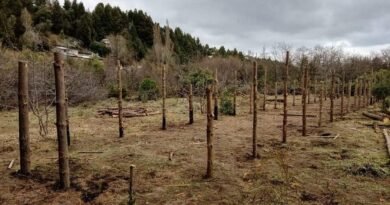 El conflicto por una cesión de tierras a la comunidad mapuche en Bariloche