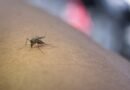 Alerta por dengue: la OPS dijo que esta será la peor temporada de la historia en América